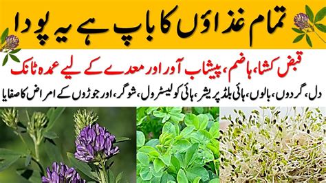 alfalfa seeds in urdu
